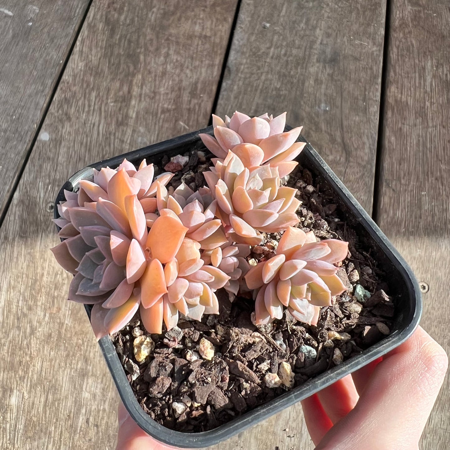 1508 Echeveria Hybrid