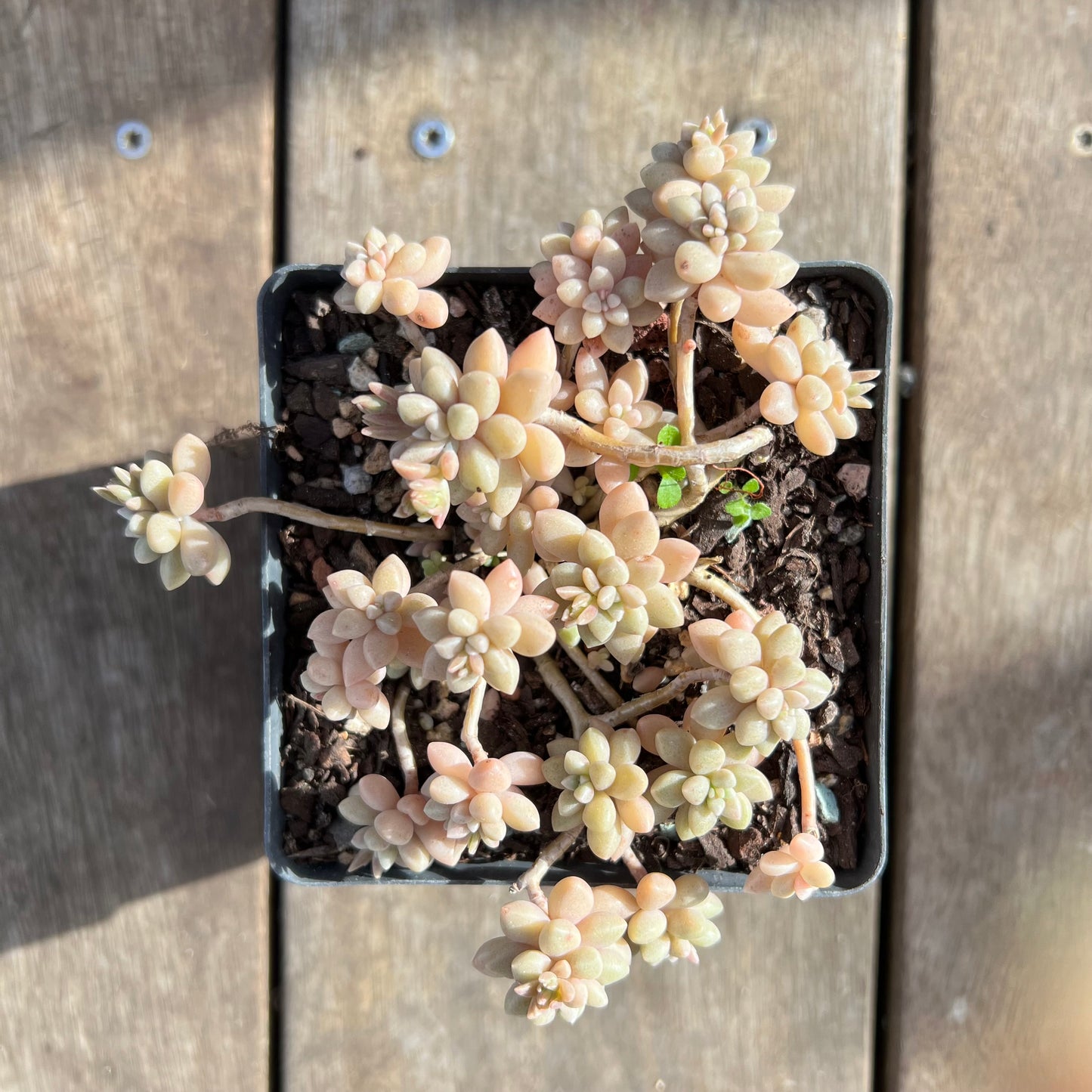 1508 Graptopetalum Medozae