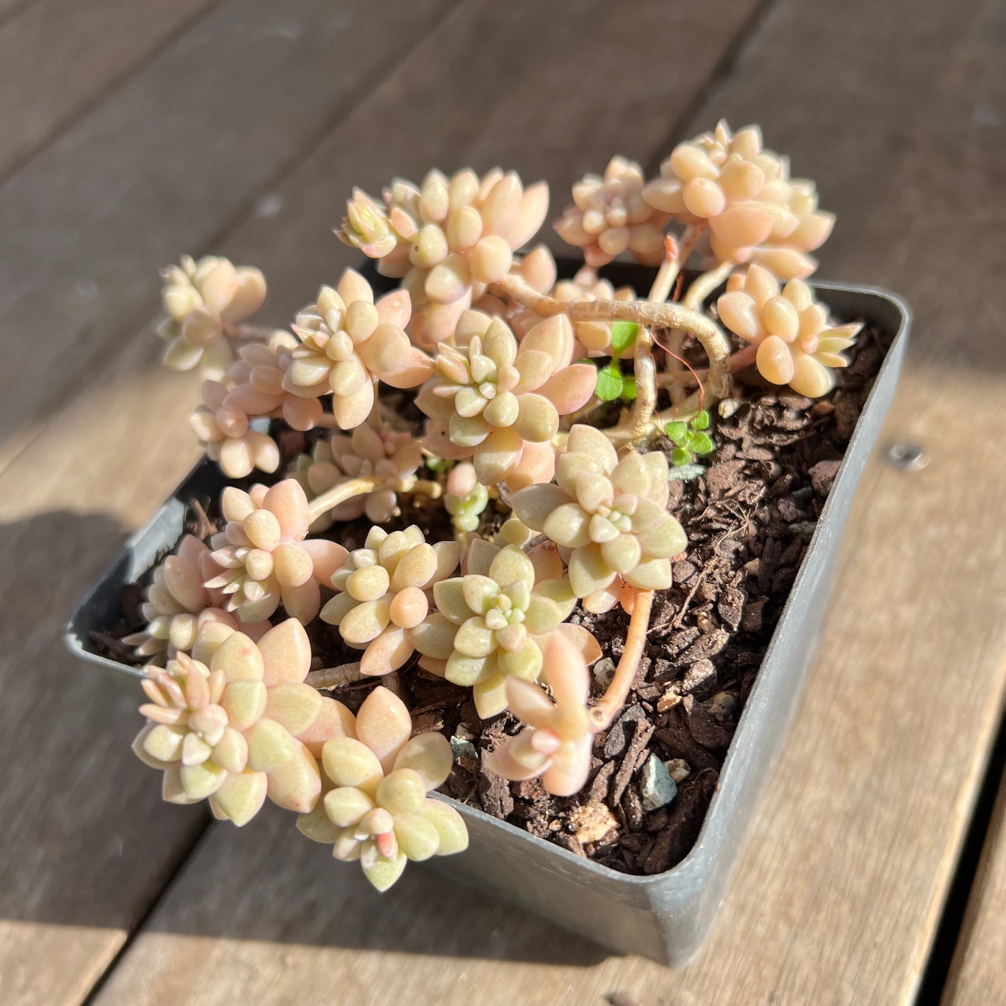 1508 Graptopetalum Medozae