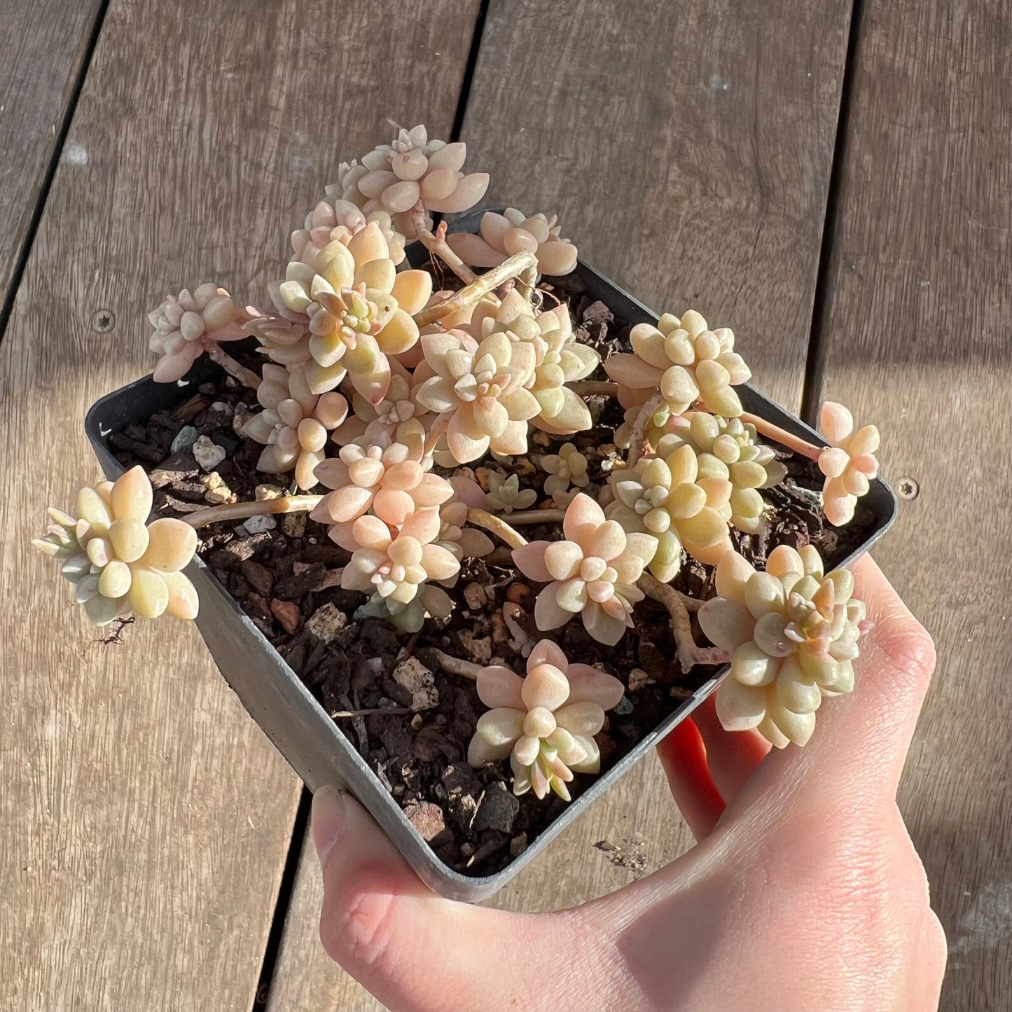 1508 Graptopetalum Medozae