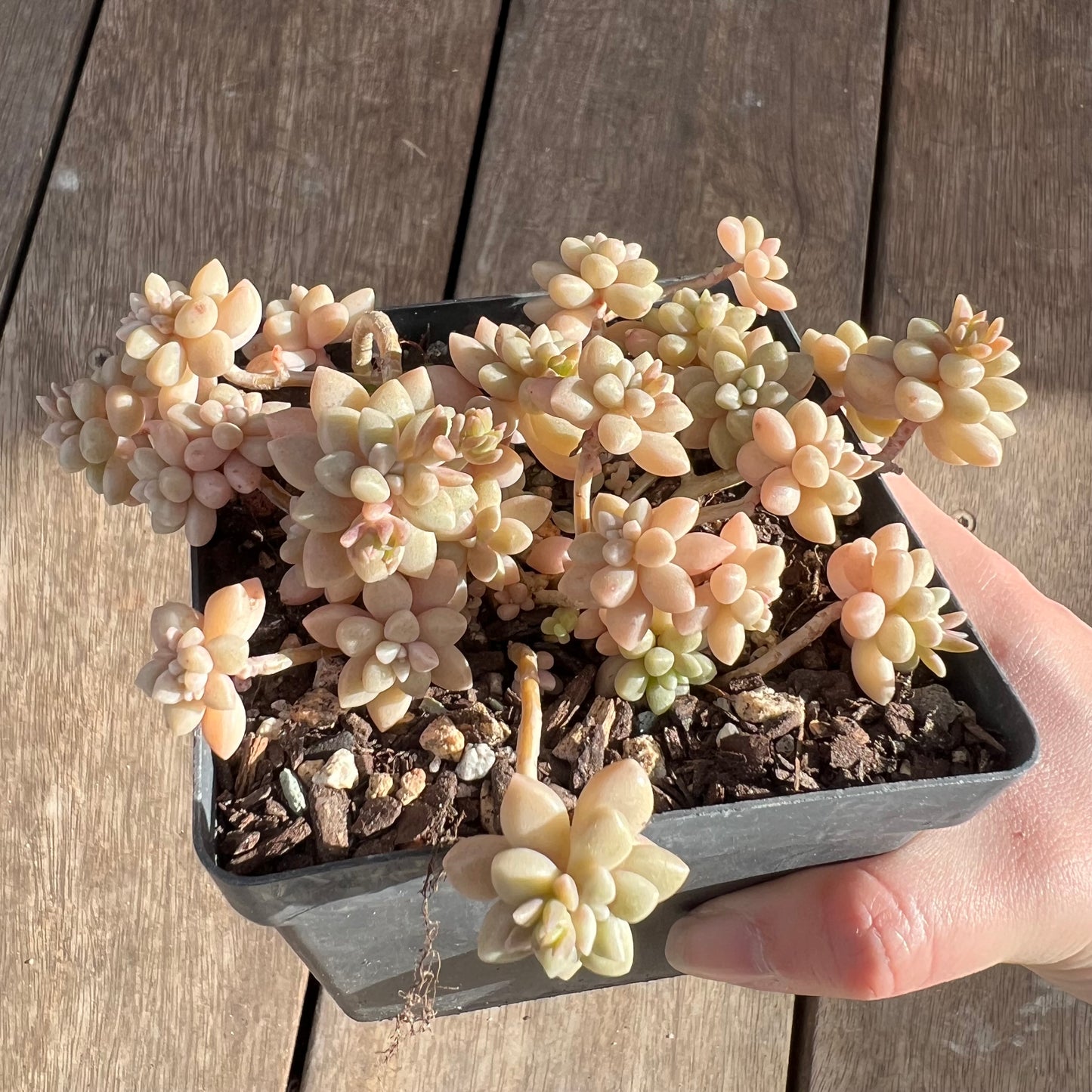 1508 Graptopetalum Medozae