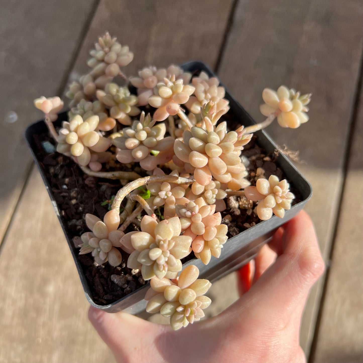 1508 Graptopetalum Medozae