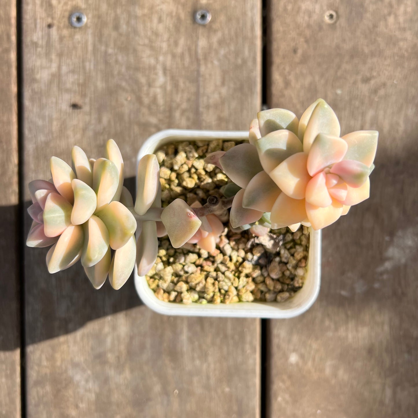 1508 Graptopetalum Paraguayense ssp.Bernalense