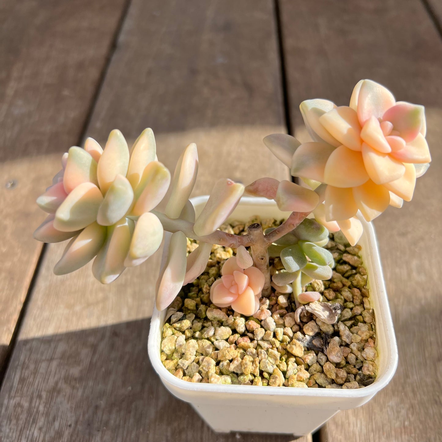 1508 Graptopetalum Paraguayense ssp.Bernalense