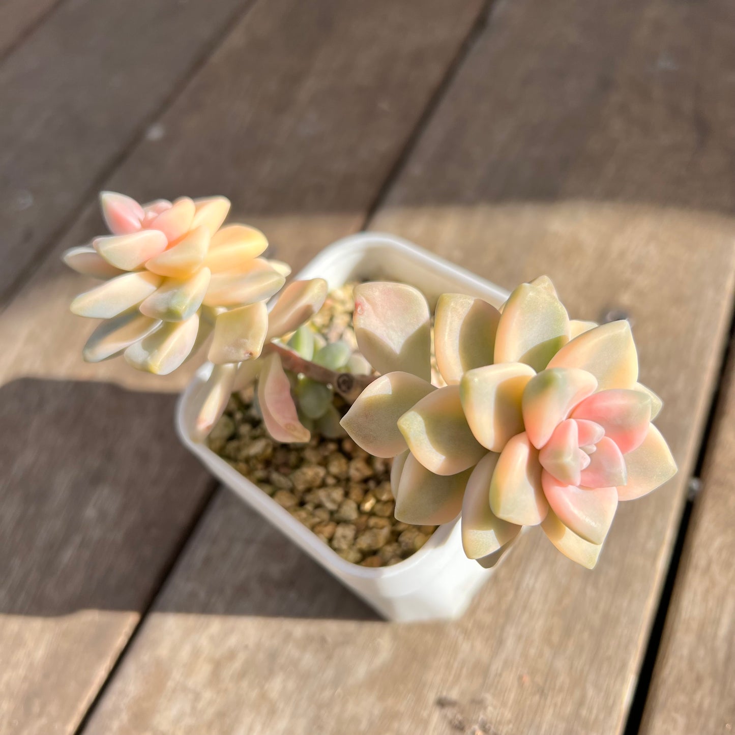 1508 Graptopetalum Paraguayense ssp.Bernalense