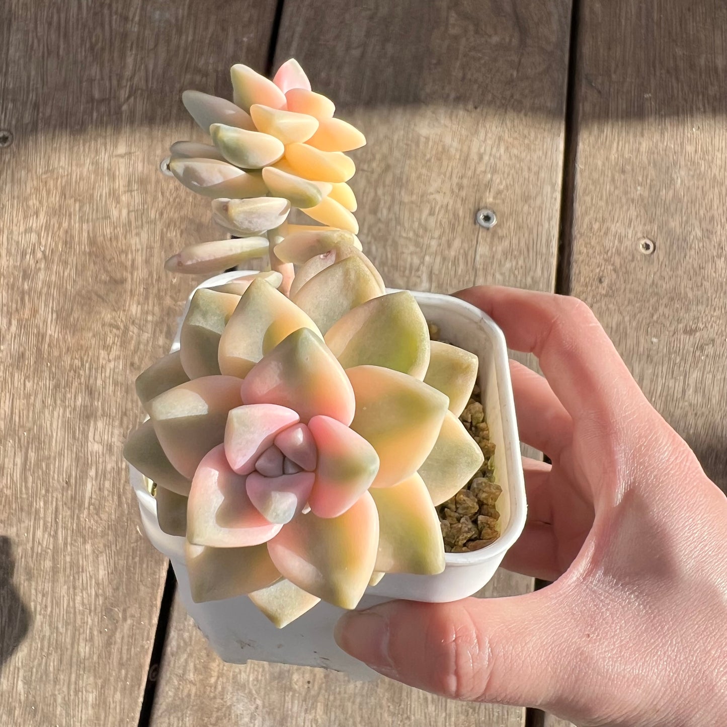 1508 Graptopetalum Paraguayense ssp.Bernalense