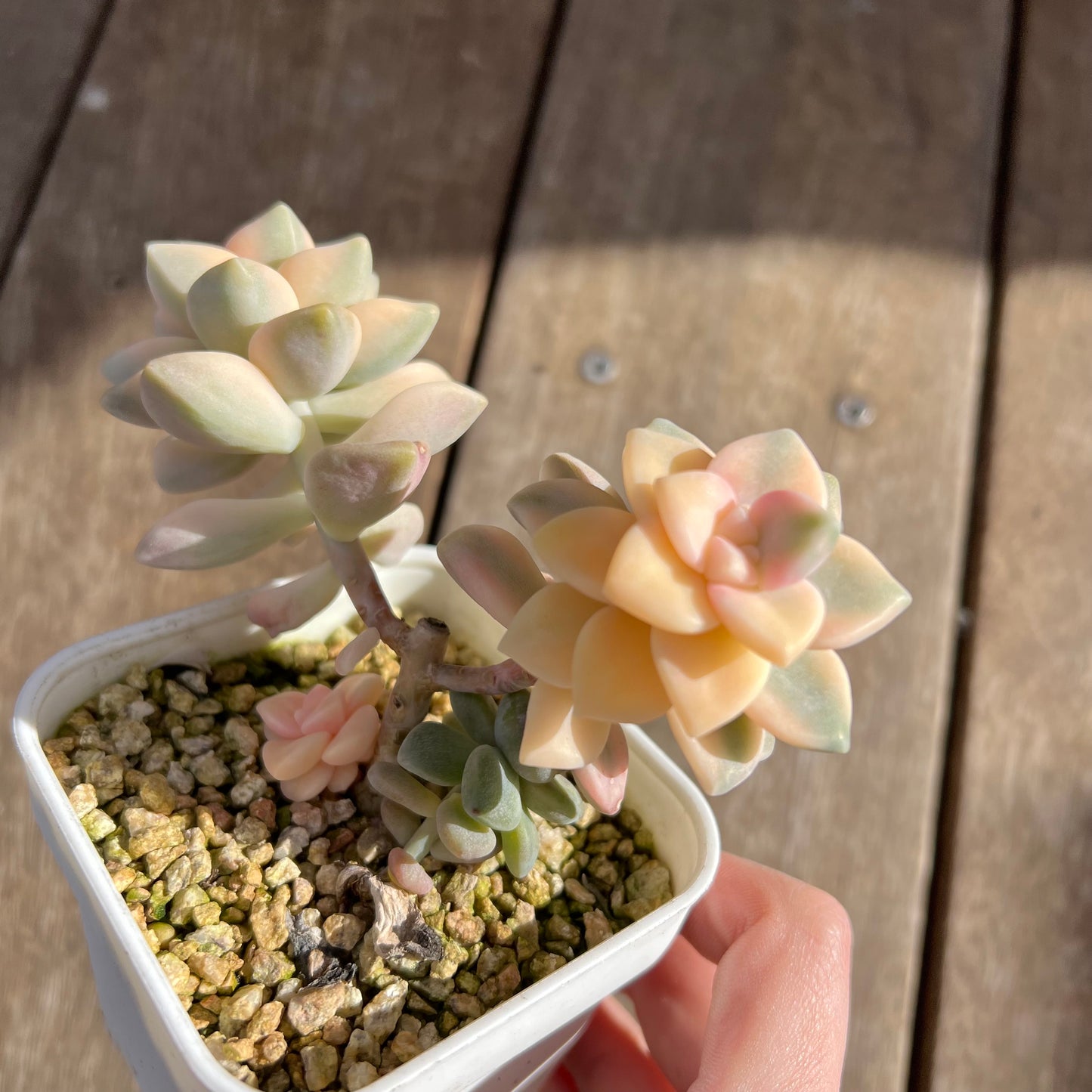 1508 Graptopetalum Paraguayense ssp.Bernalense