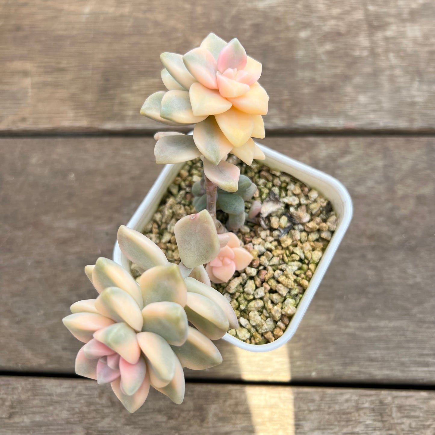 1508 Graptopetalum Paraguayense ssp.Bernalense