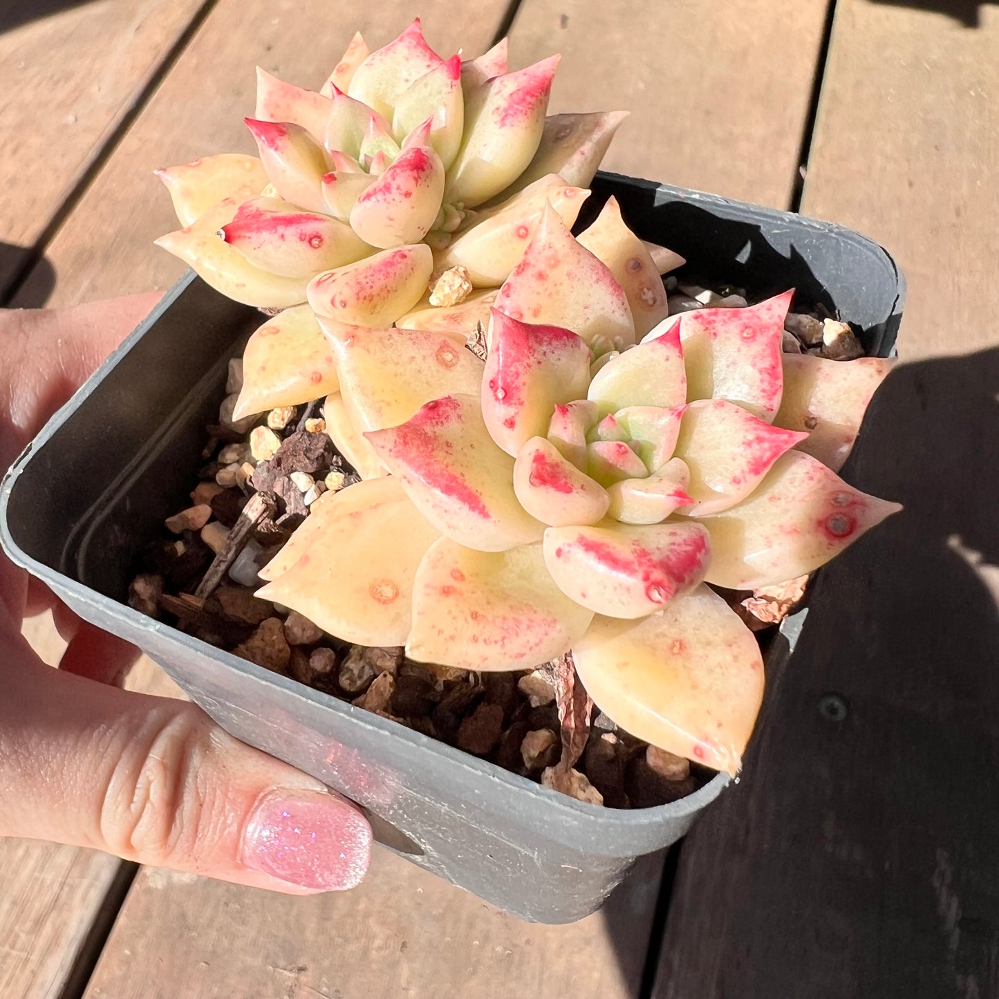 1510 Echeveria Arzee (Double)