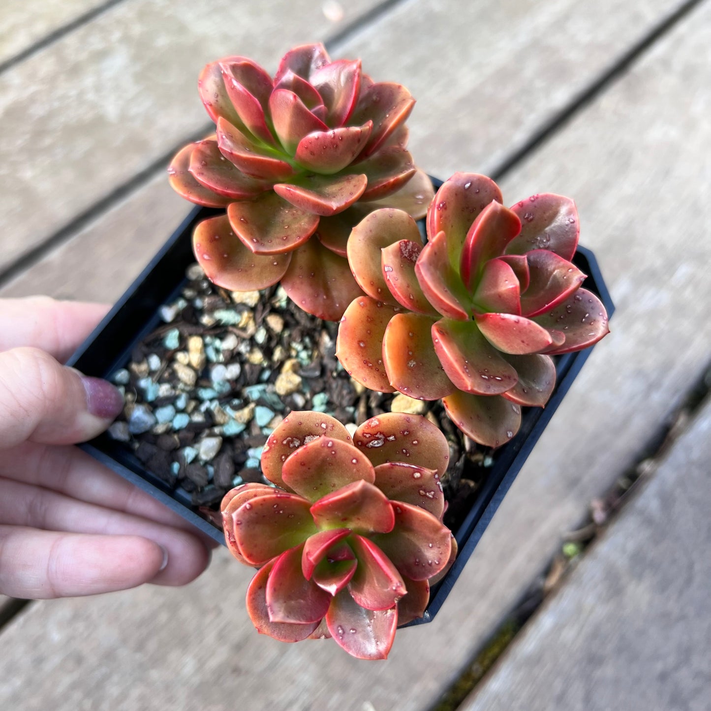 1510 Echeveria Chroma (Multi)