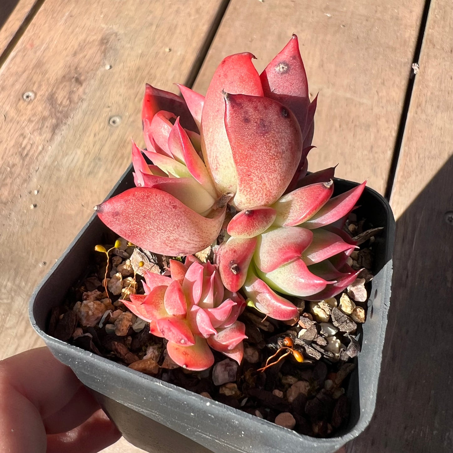 1510 Echeveria Floridity (Multi)