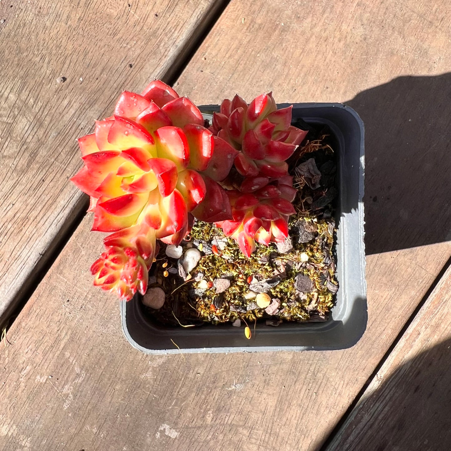 1510 Sedeveria Letizia (Multi)