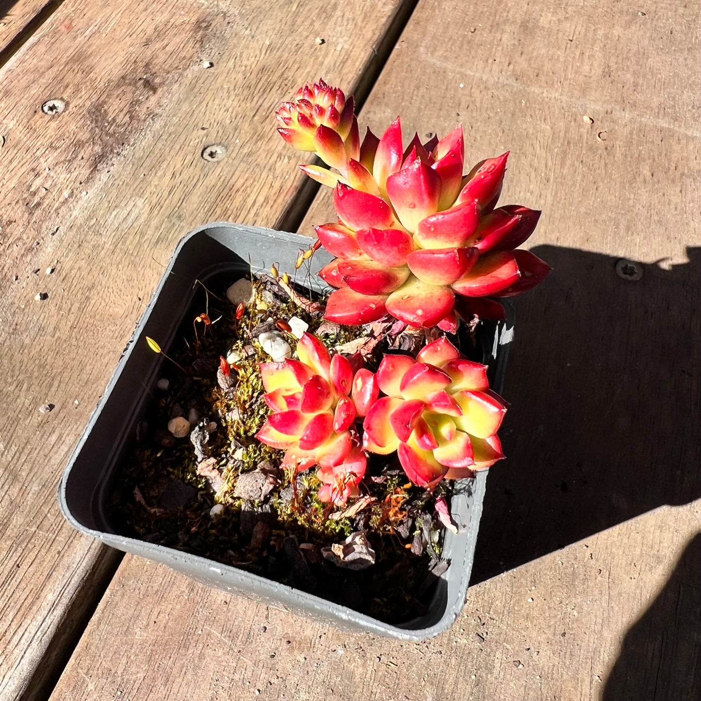 1510 Sedeveria Letizia (Multi)