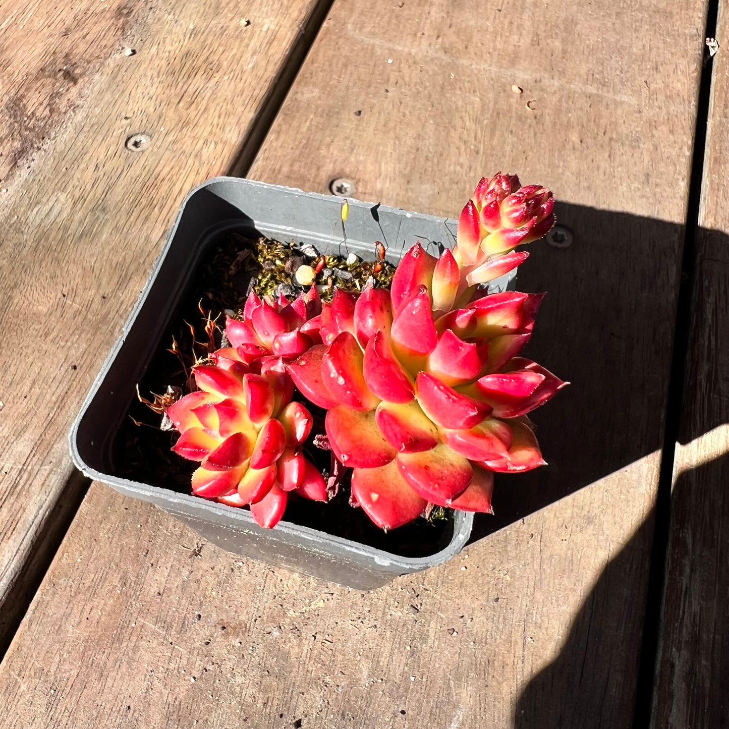 1510 Sedeveria Letizia (Multi)