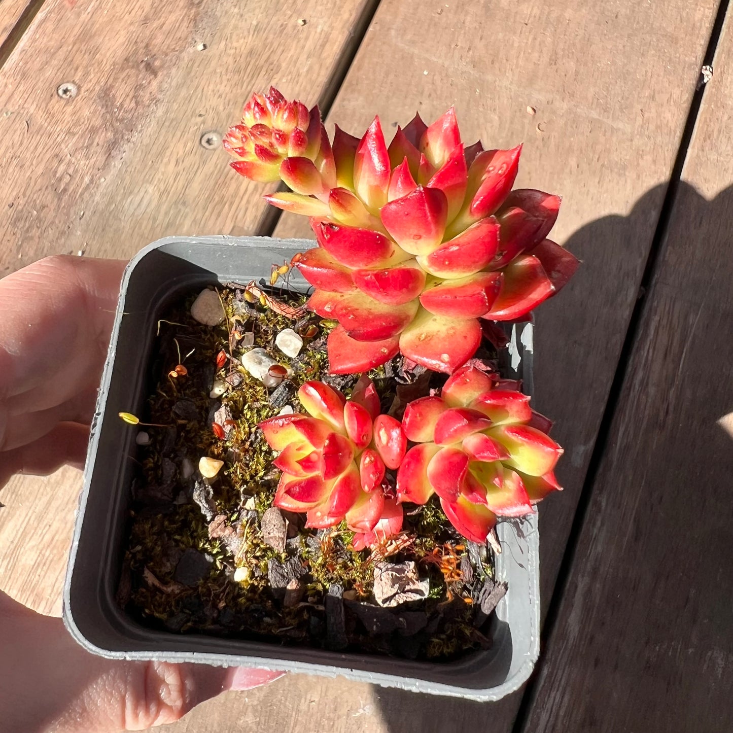 1510 Sedeveria Letizia (Multi)