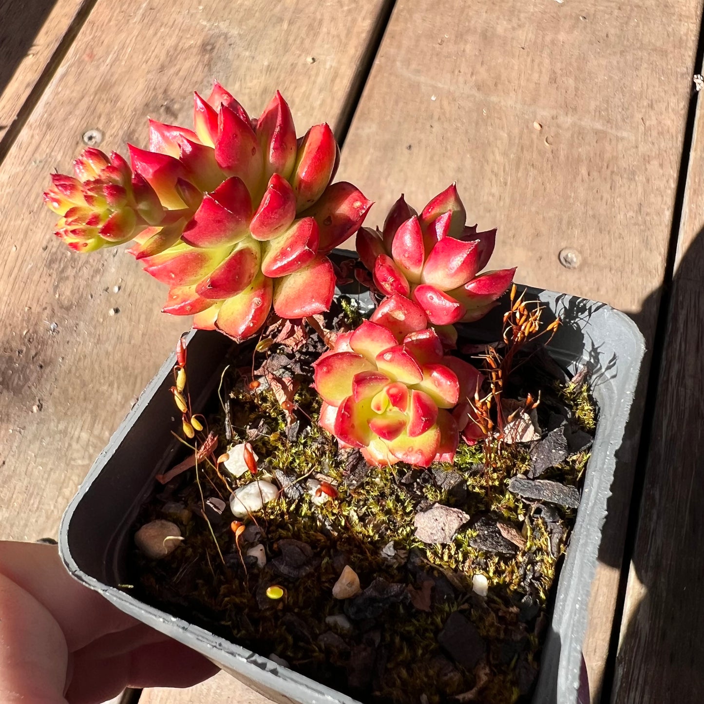 1510 Sedeveria Letizia (Multi)