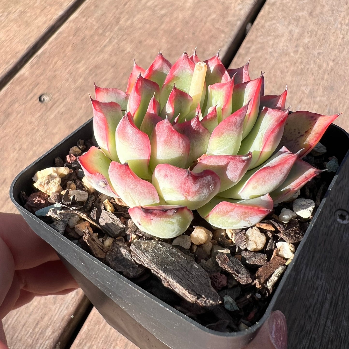1510 Echeveria Lotus