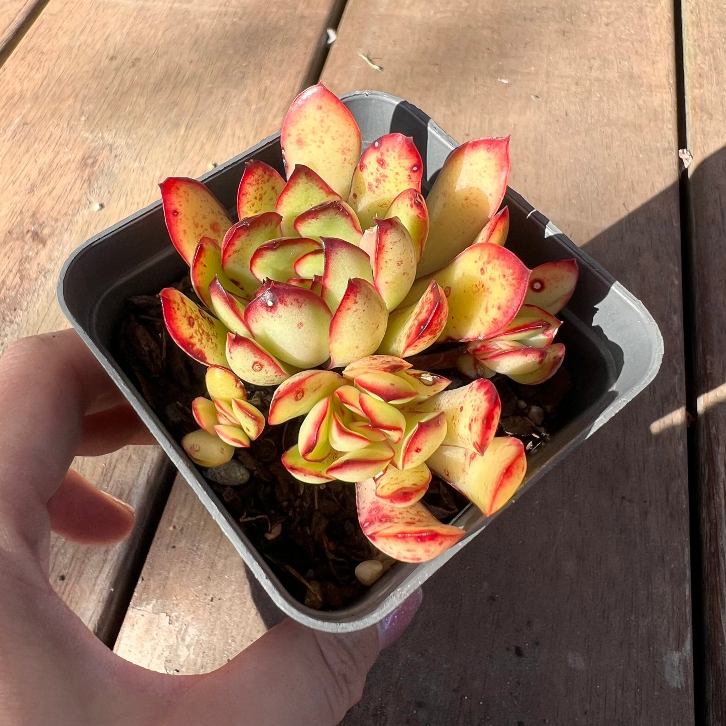 1510 Echeveria Mexican Pulidonis