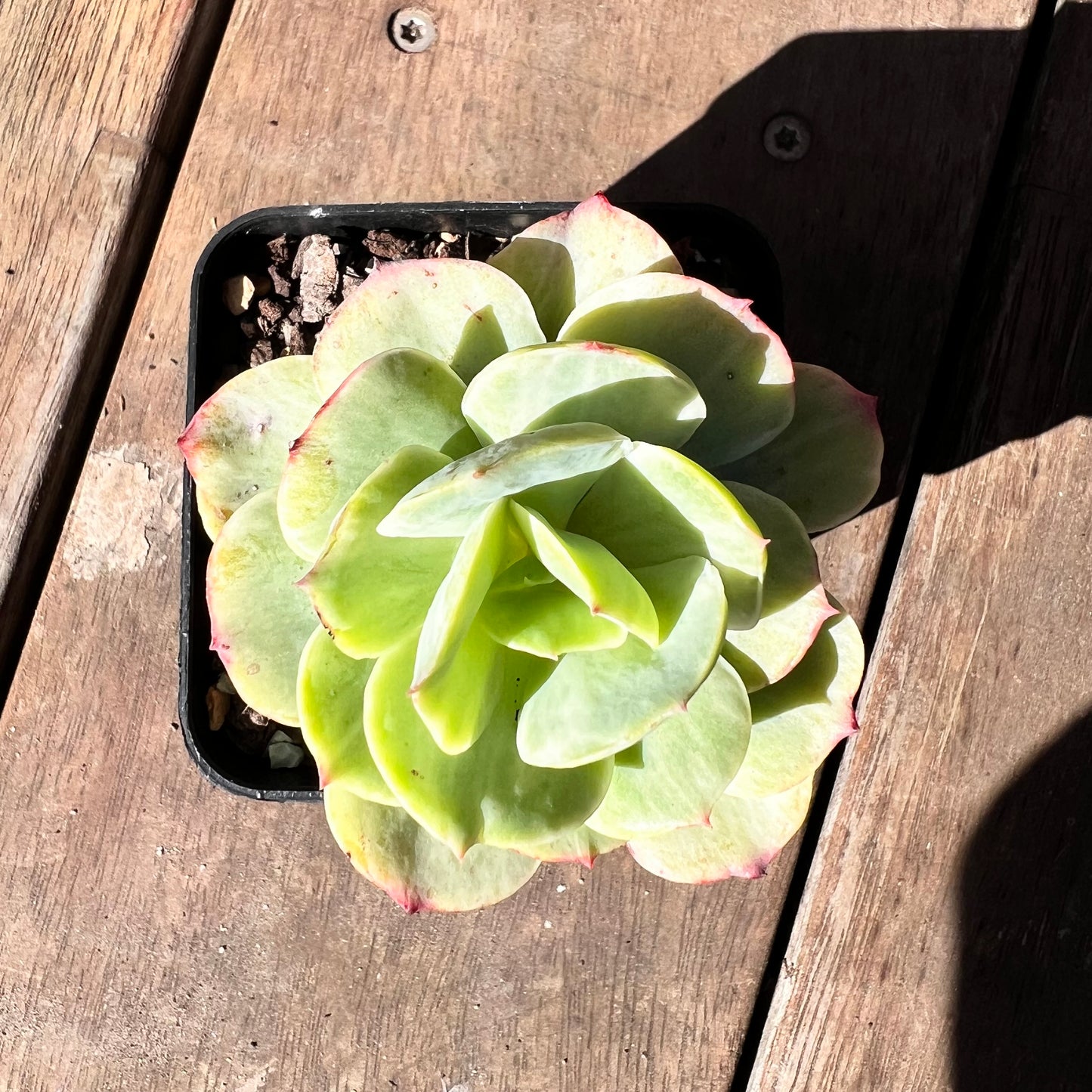 1510 Echeveria Mocha Variegated