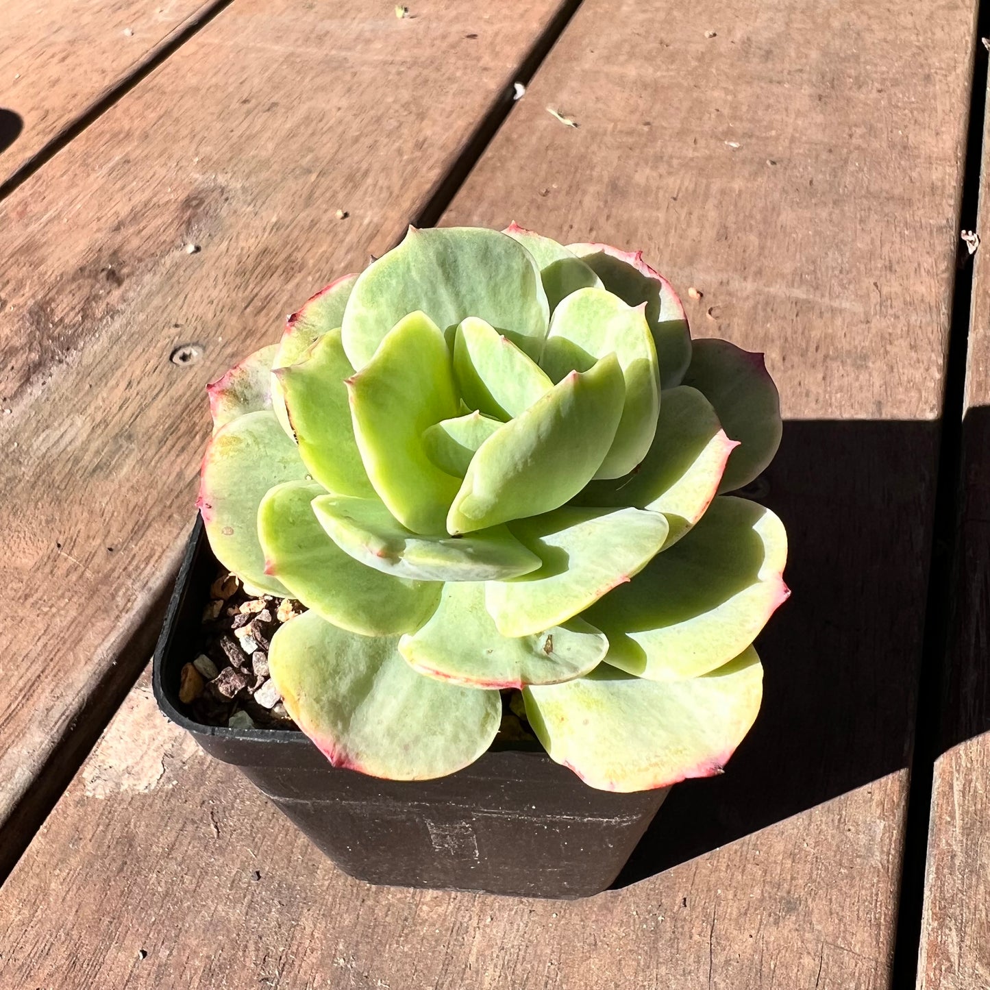 1510 Echeveria Mocha Variegated