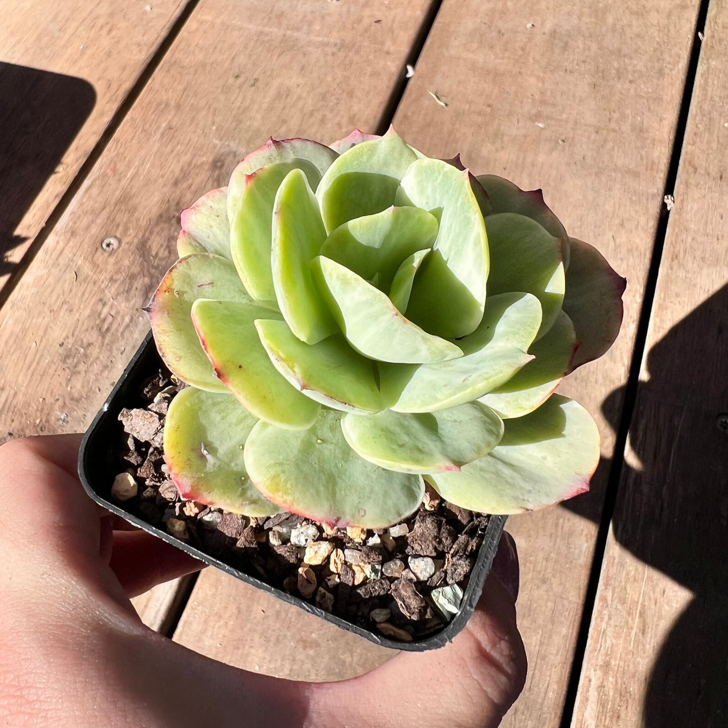 1510 Echeveria Mocha Variegated