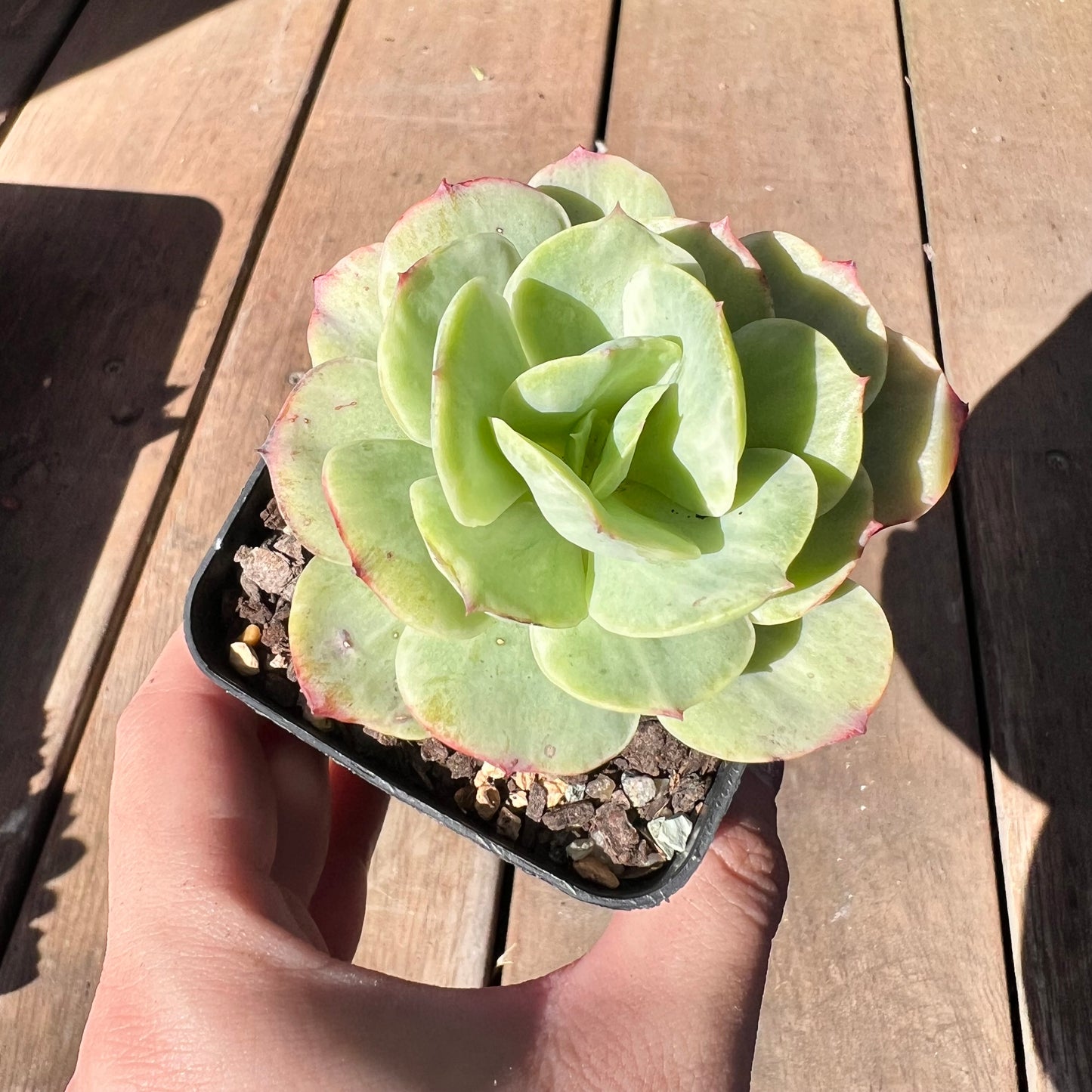 1510 Echeveria Mocha Variegated