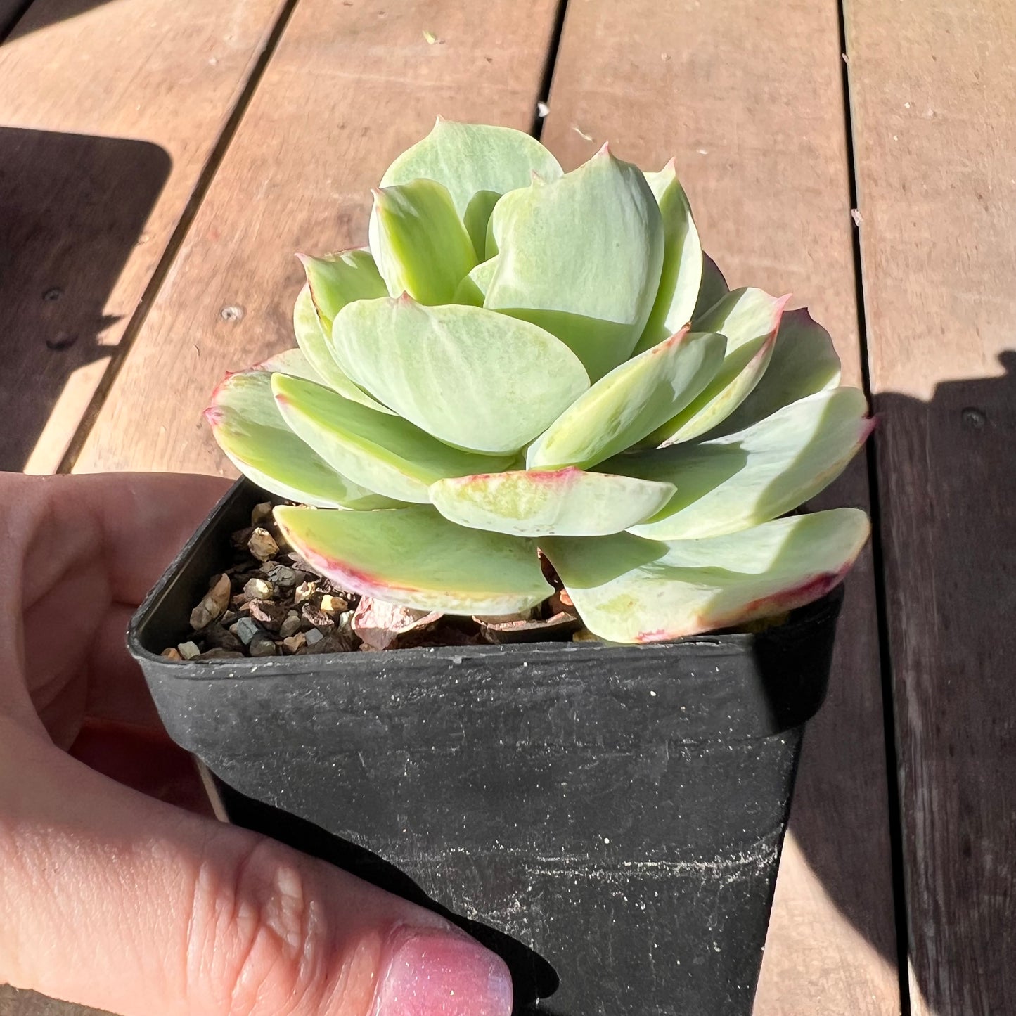 1510 Echeveria Mocha Variegated