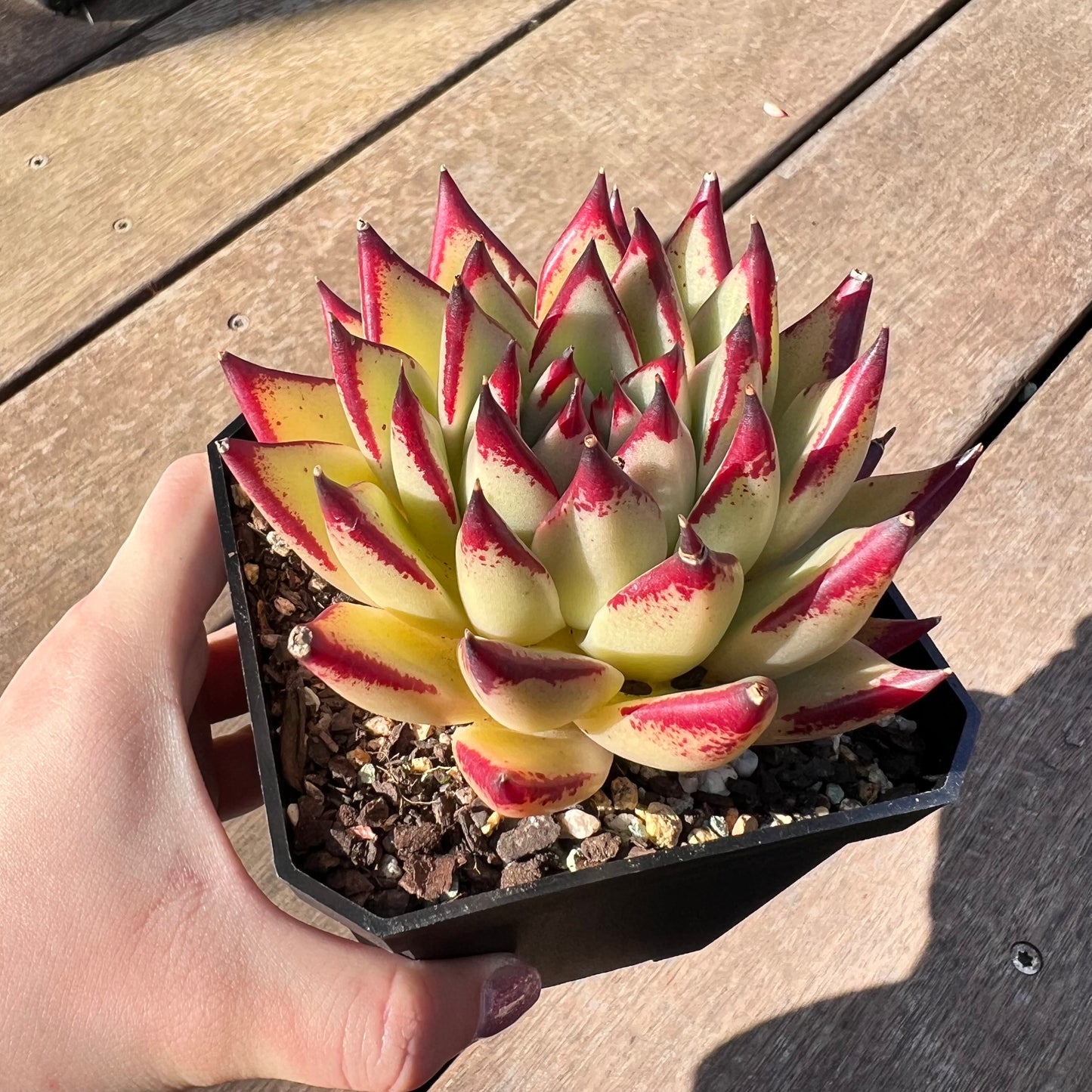 1510 Echeveria Red Ebony