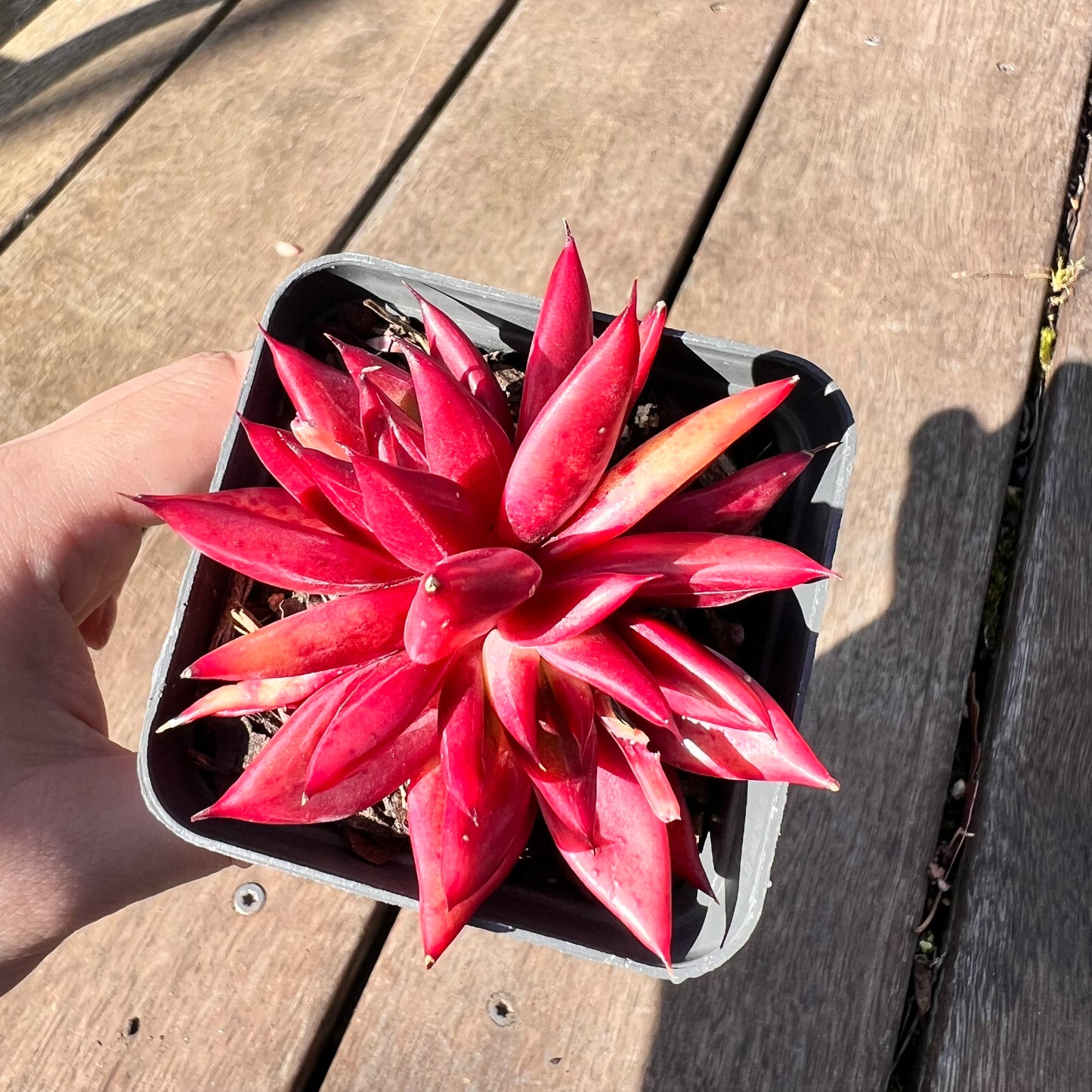 1510 Echeveria Red Psyche sp. (Double)