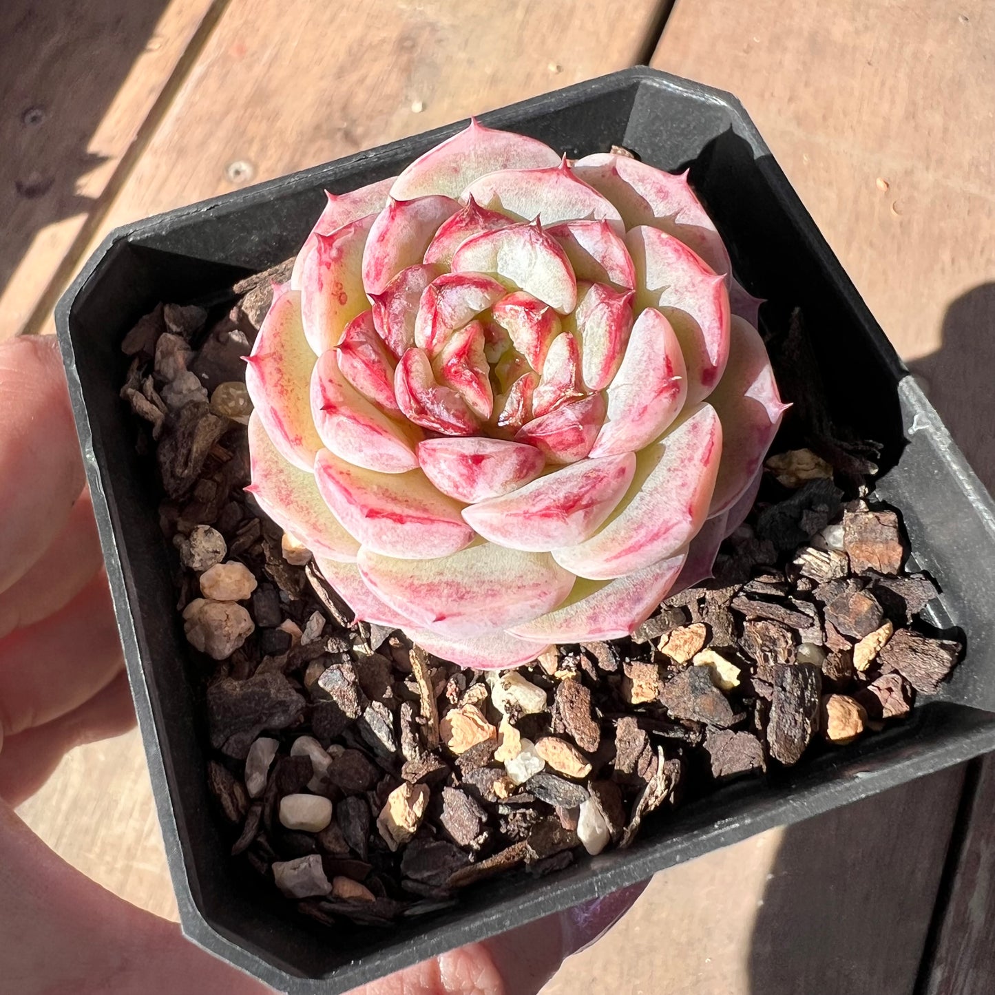 1510 Echeveria Red Velvet