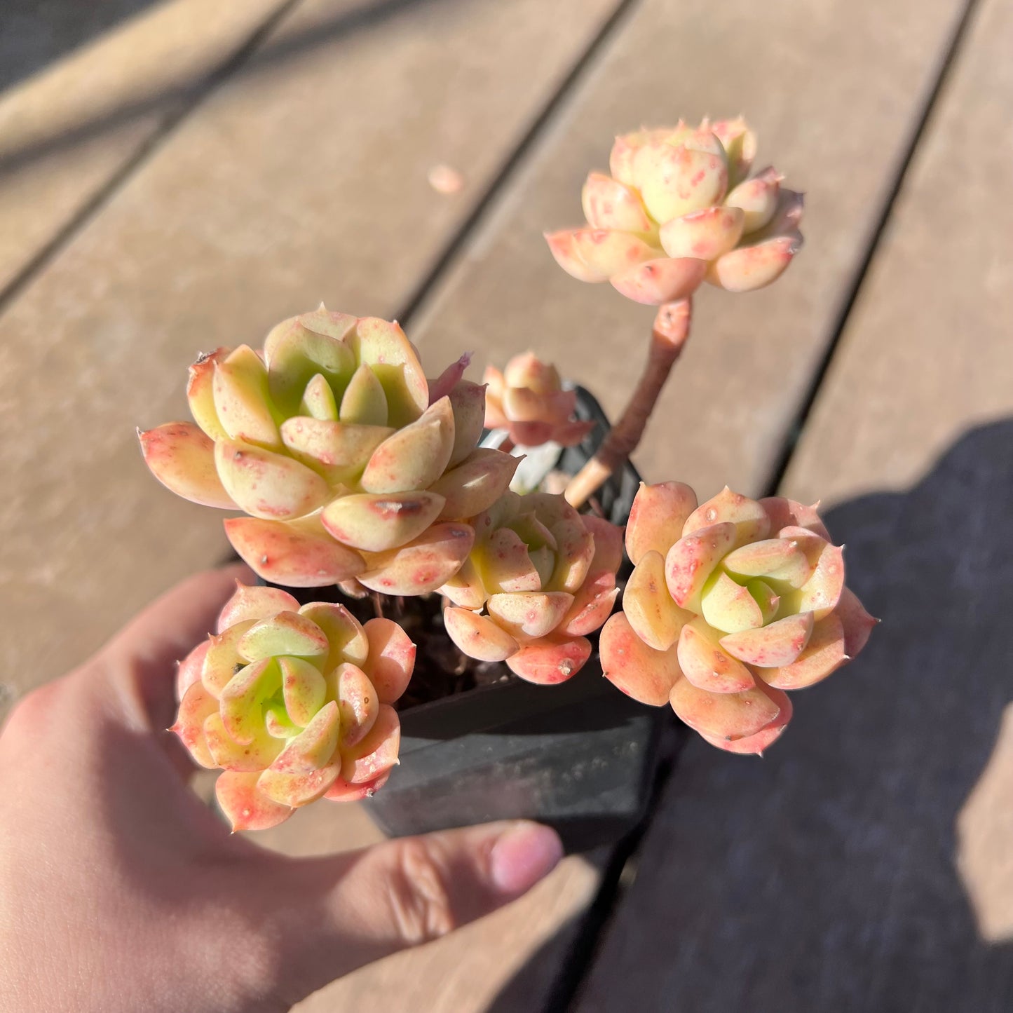 1510 Echeveria Semnan / Nicksana