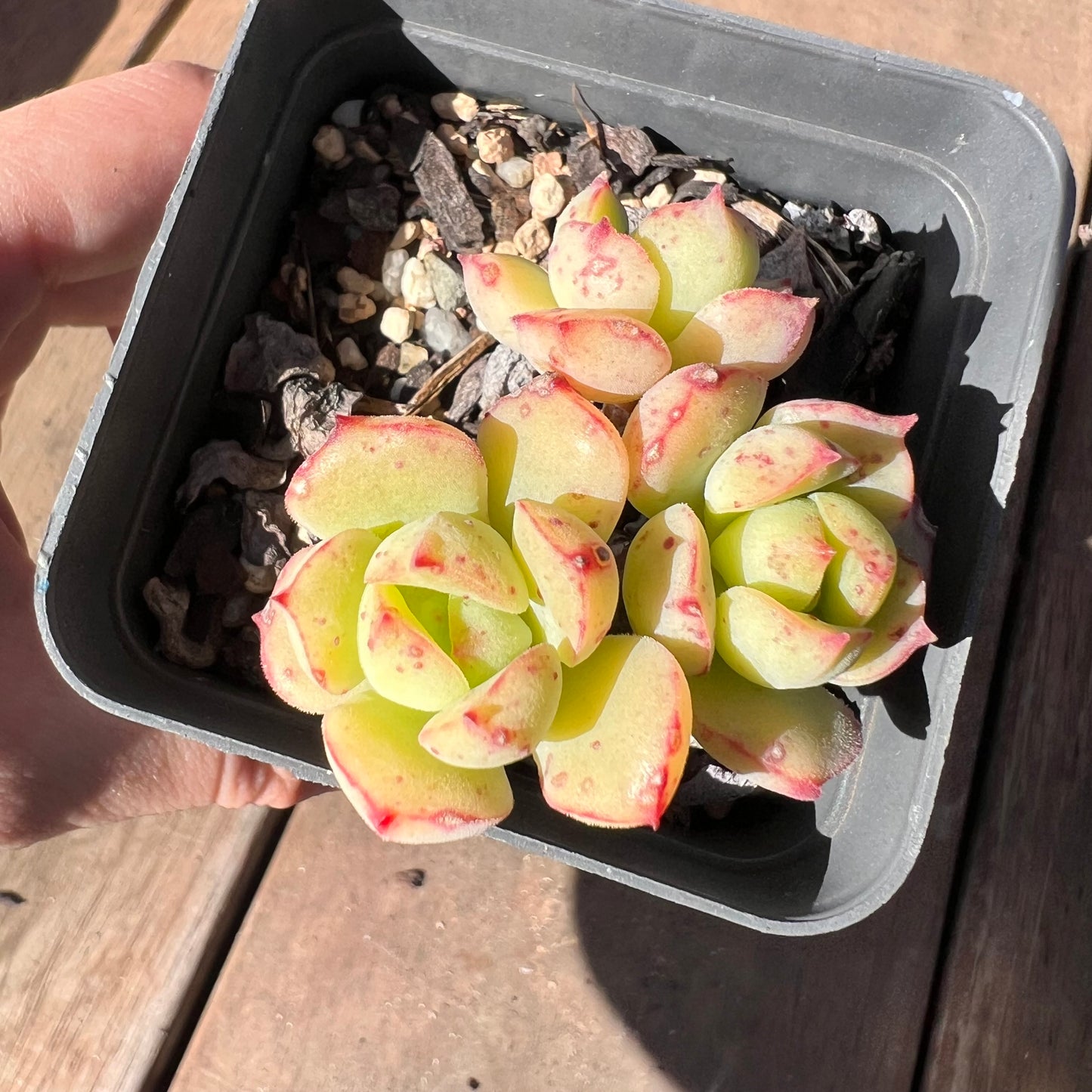 1510 Echeveria Sugared