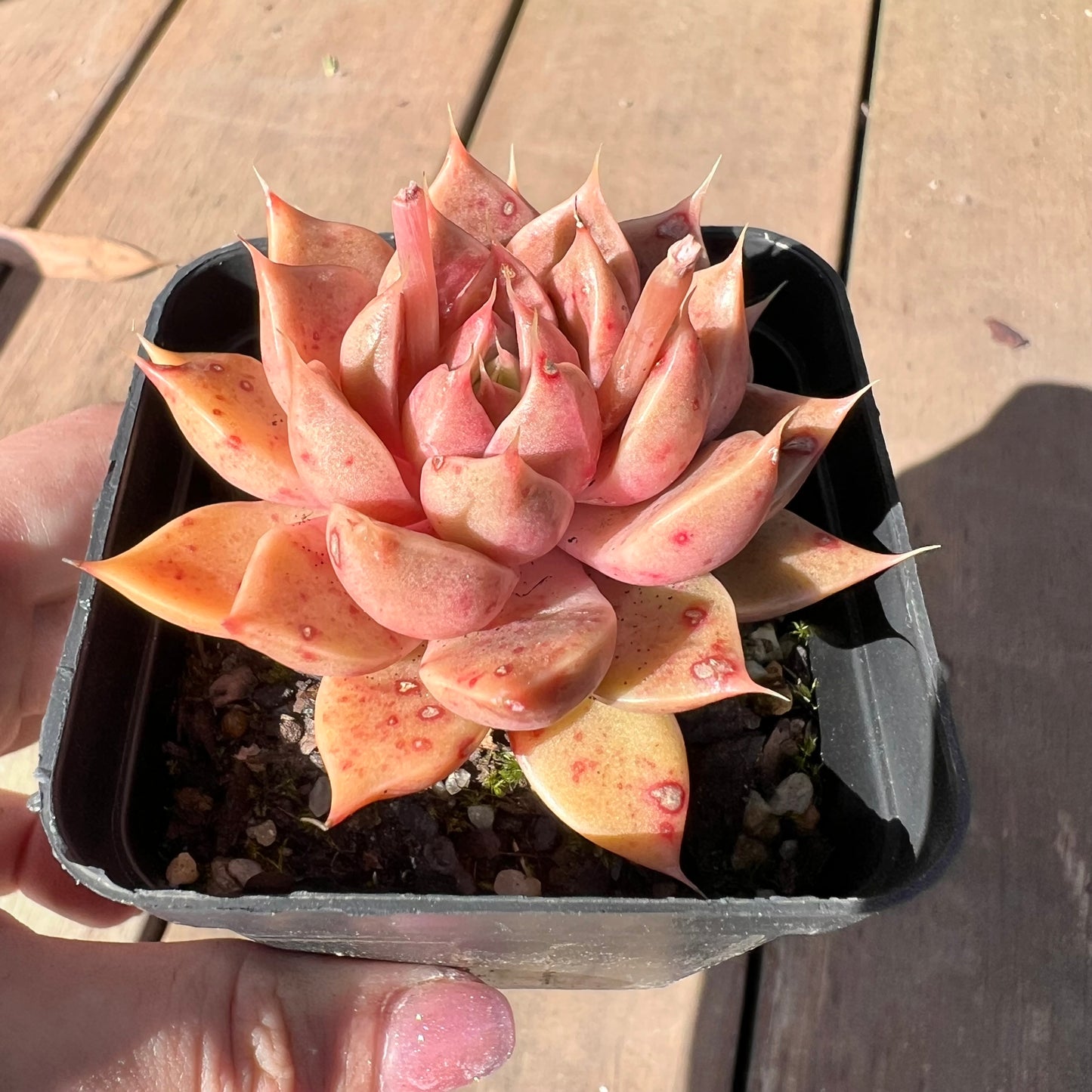 1510 Echeveria Summer Dream
