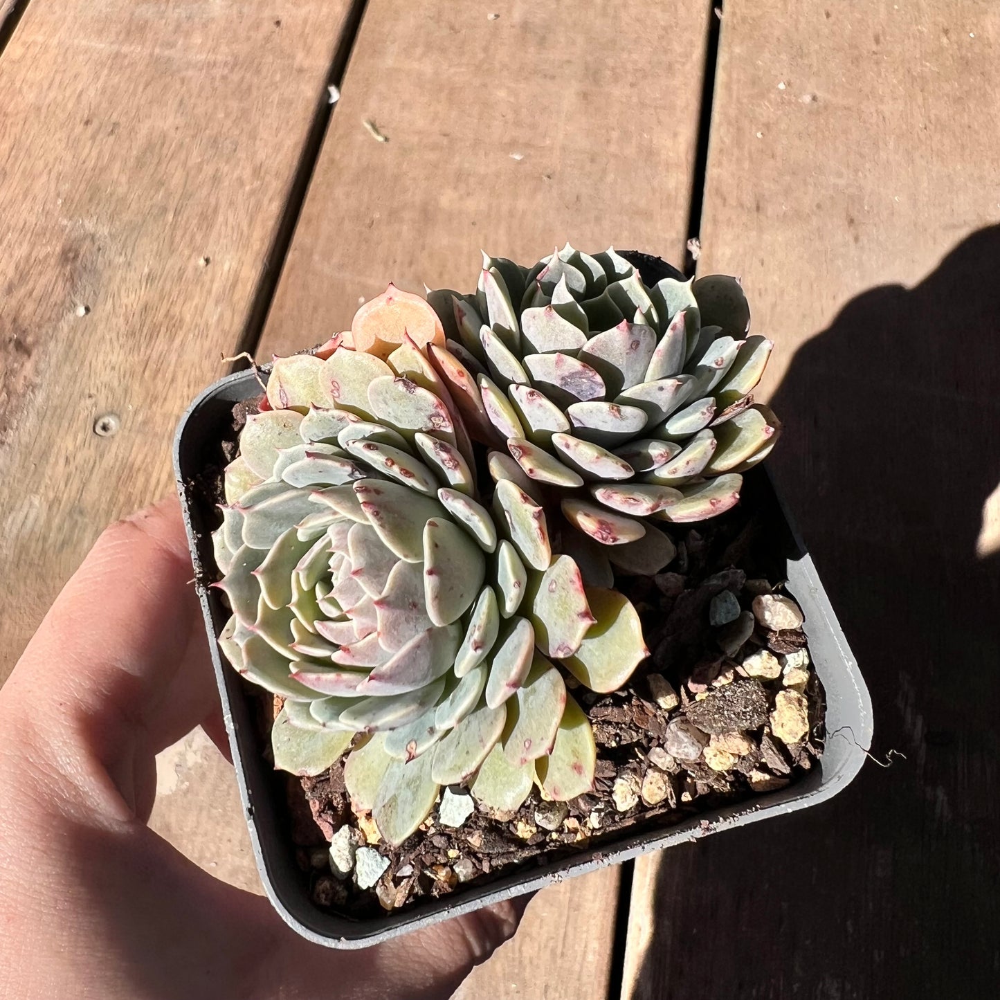 1510 Echeveria Tuxpan