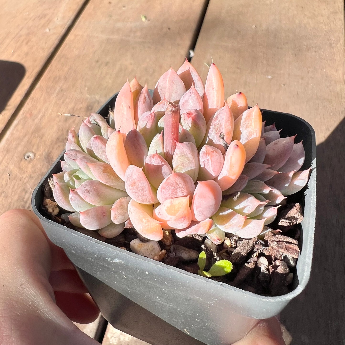 1510 Echeveria White Line (Clump)