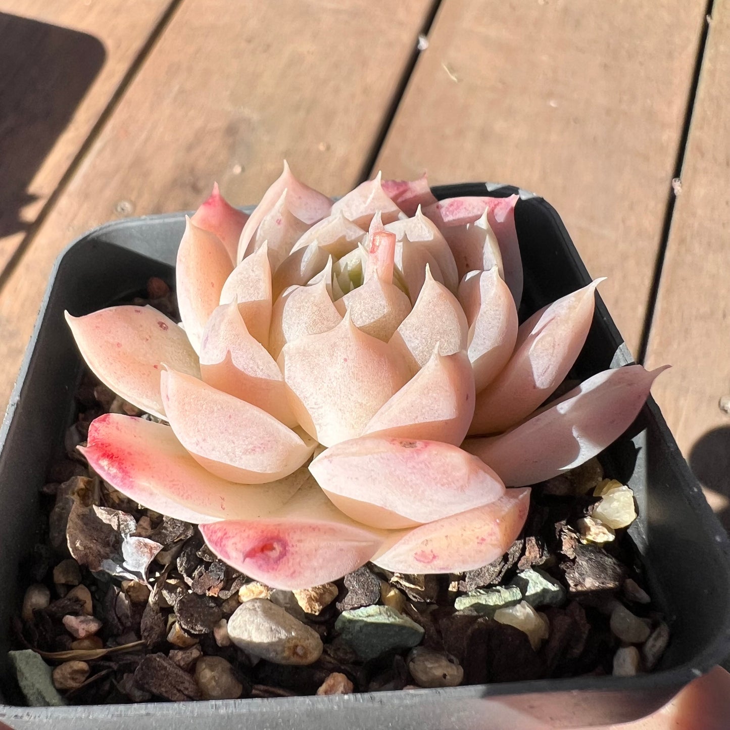 1510 Echeveria 'Icy Beauty'