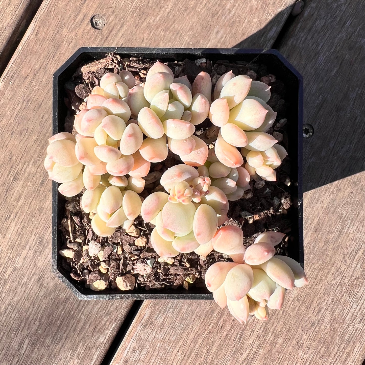 1510 Graptoveria A Grim One (large clump)