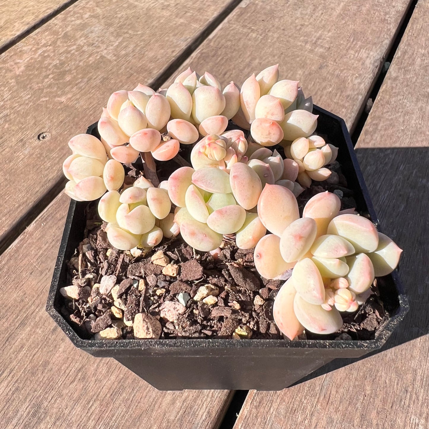 1510 Graptoveria A Grim One (large clump)
