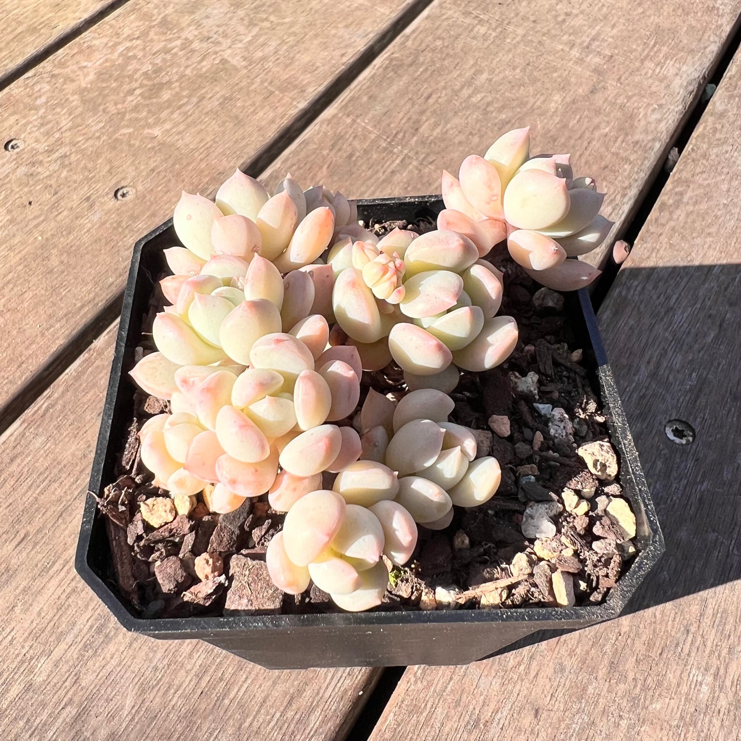 1510 Graptoveria A Grim One (large clump)