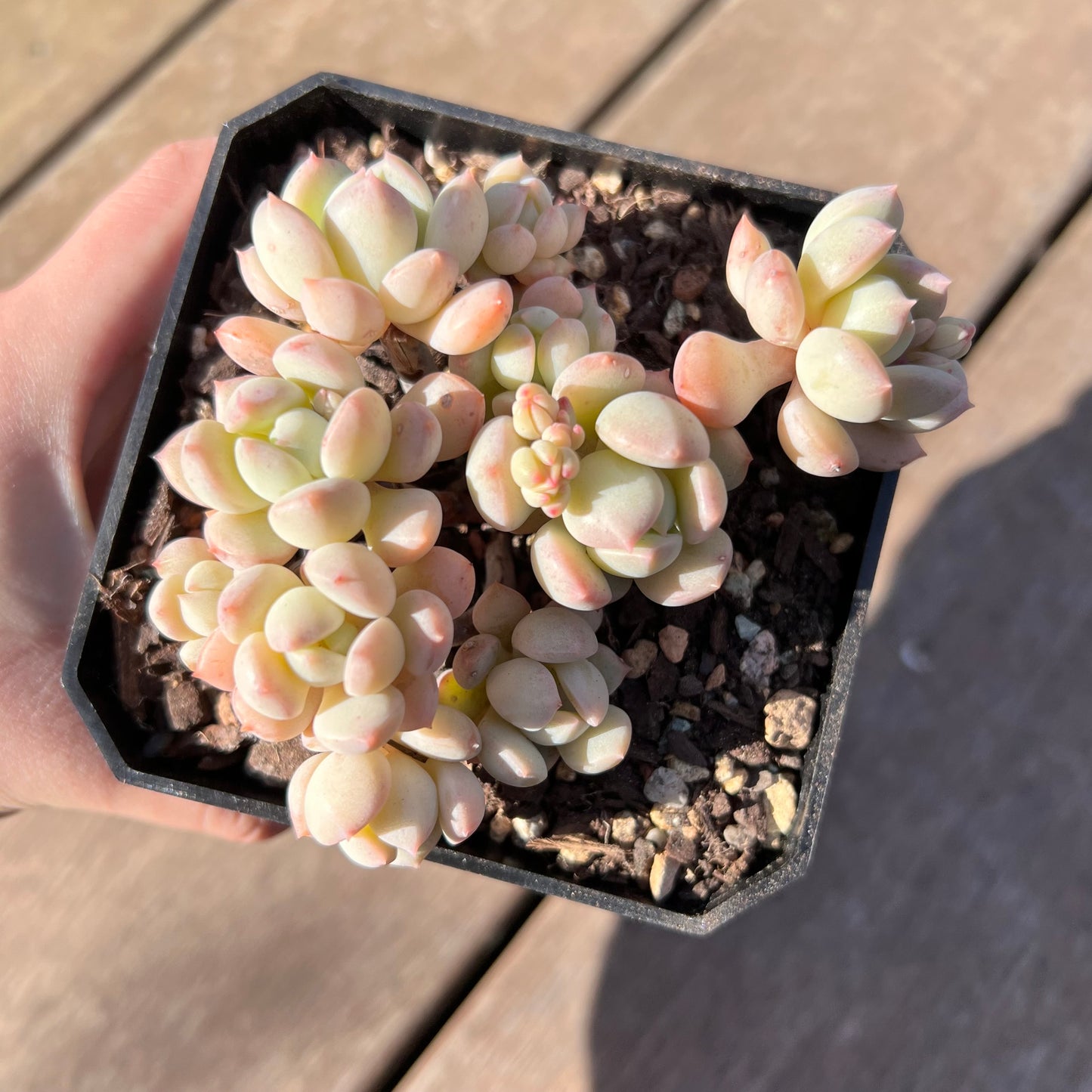 1510 Graptoveria A Grim One (large clump)