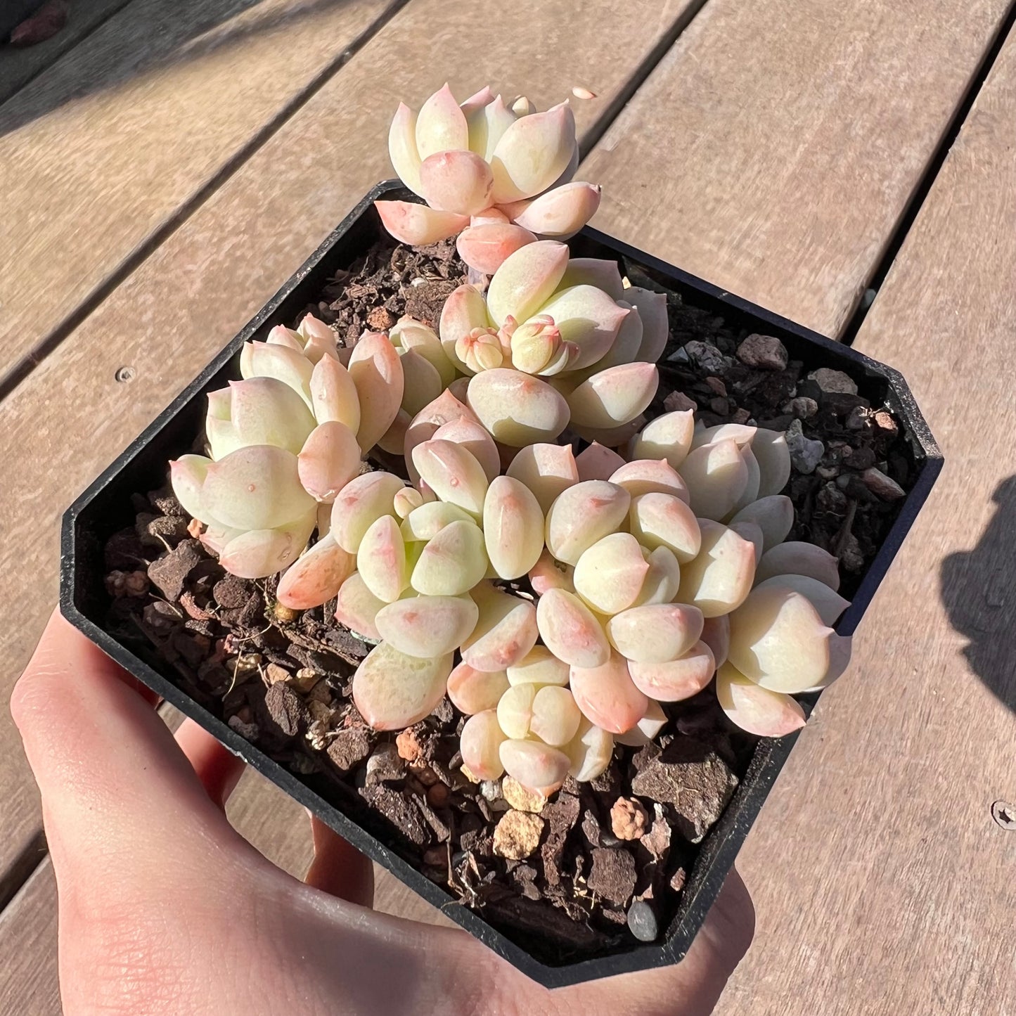 1510 Graptoveria A Grim One (large clump)