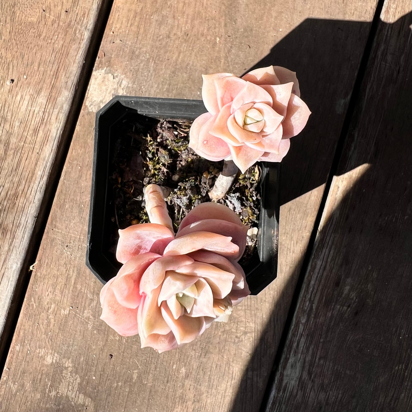 1510 Graptoveria Lovely Rose (Double)