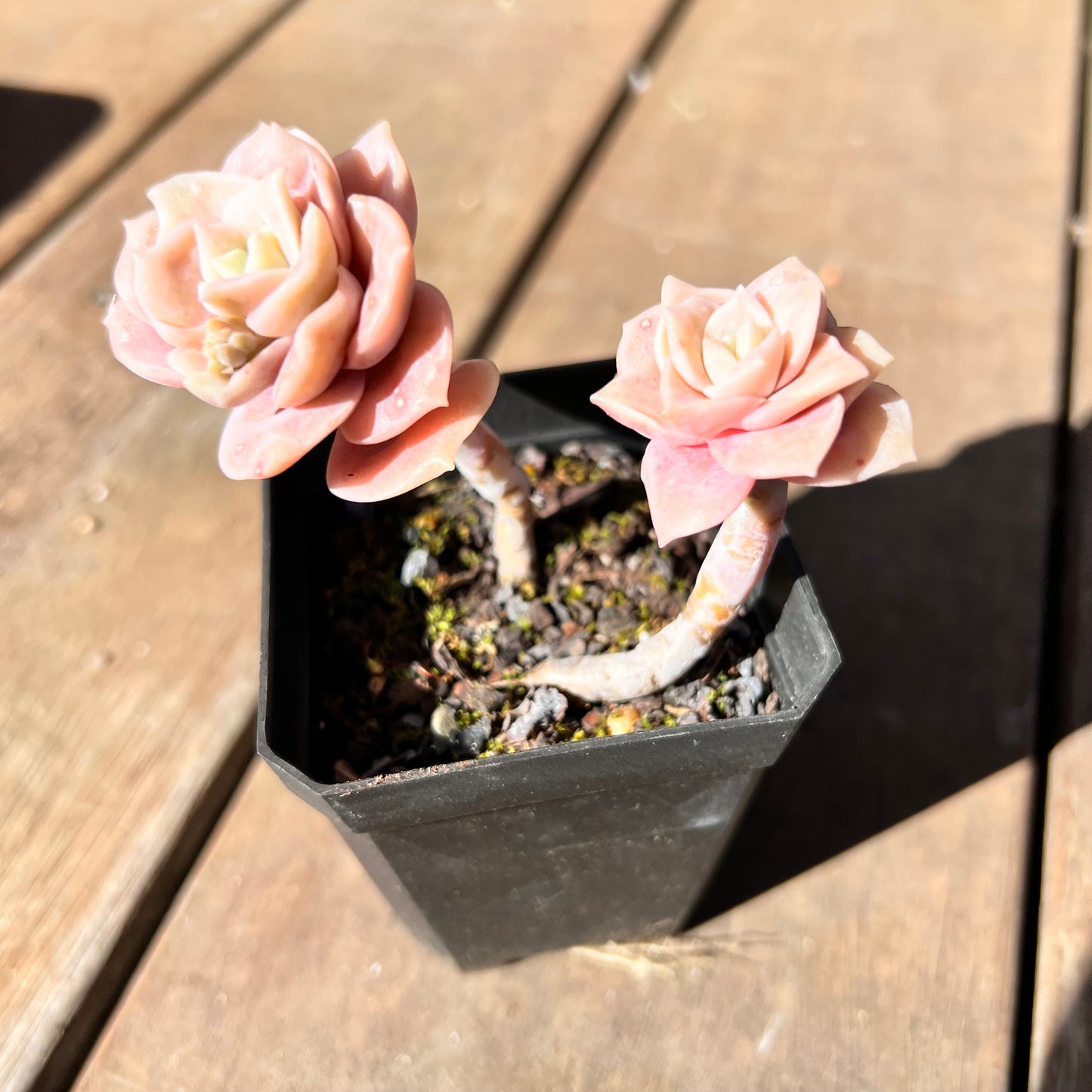 1510 Graptoveria Lovely Rose (Double)
