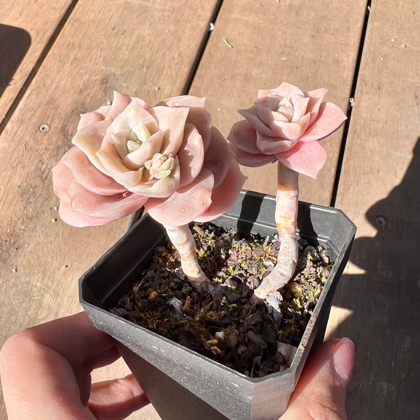 1510 Graptoveria Lovely Rose (Double)