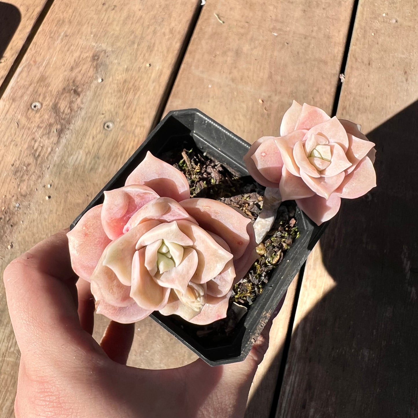 1510 Graptoveria Lovely Rose (Double)