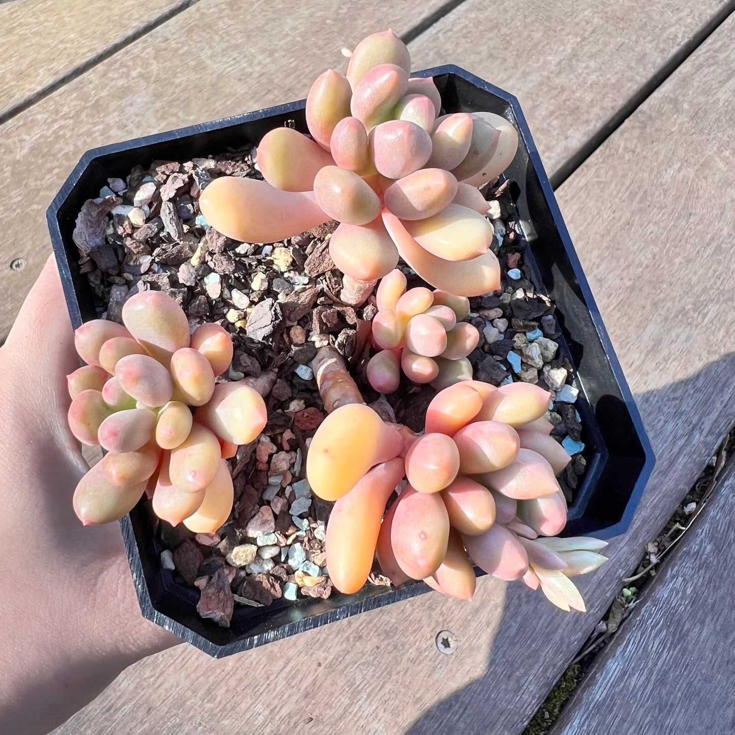 1510 Graptoveria Rainbow Grapes (Multi)