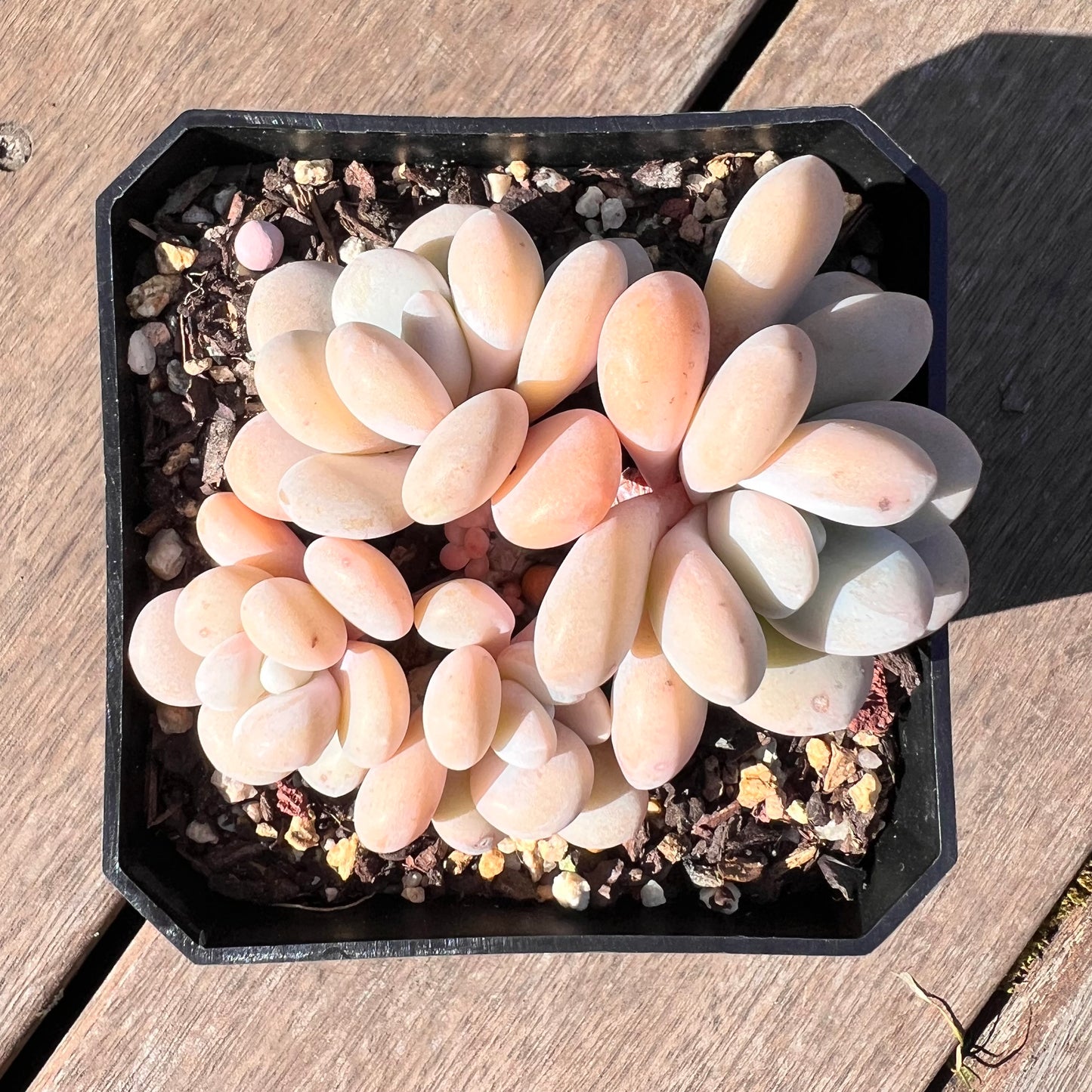 1510 Graptoveria Snow Peach