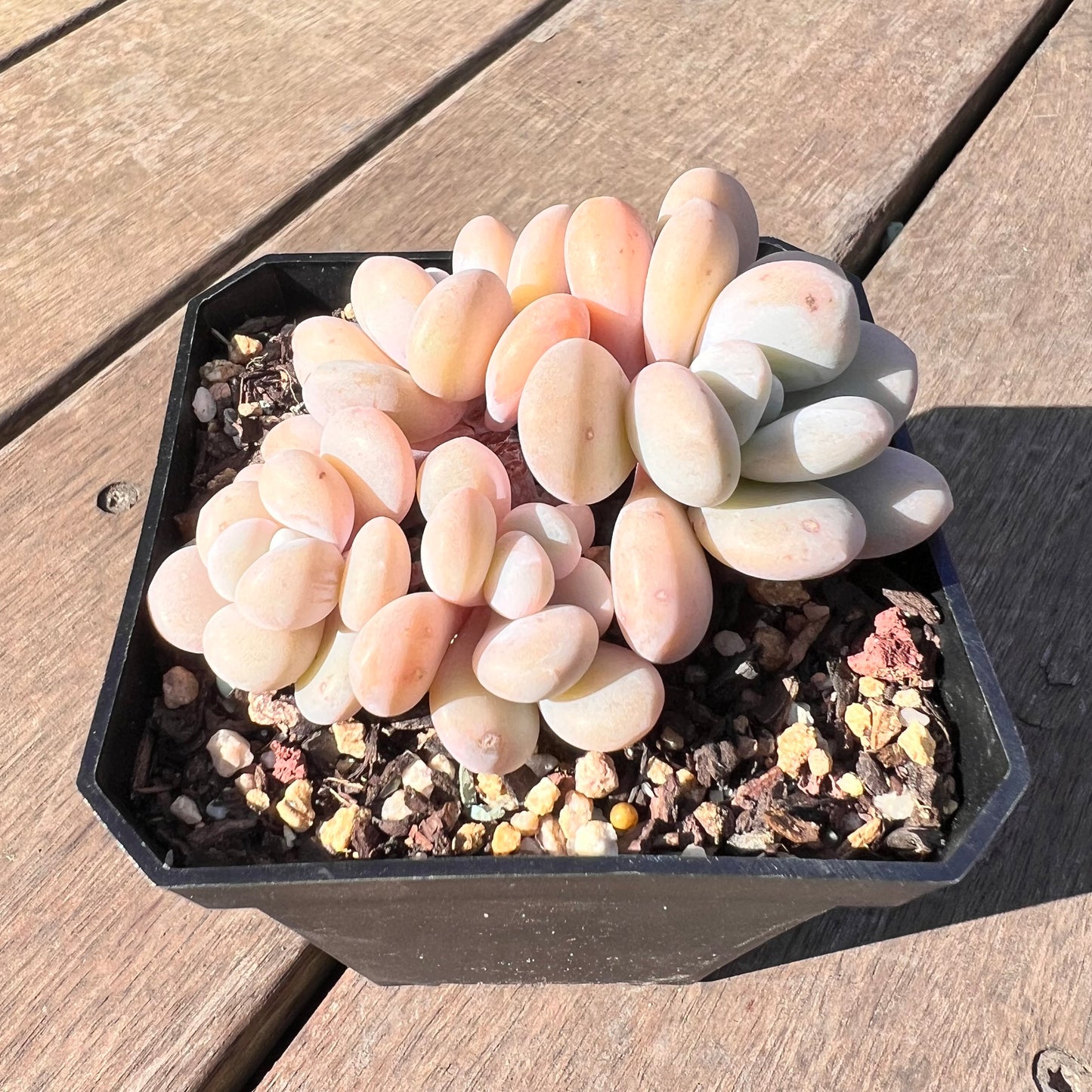 1510 Graptoveria Snow Peach