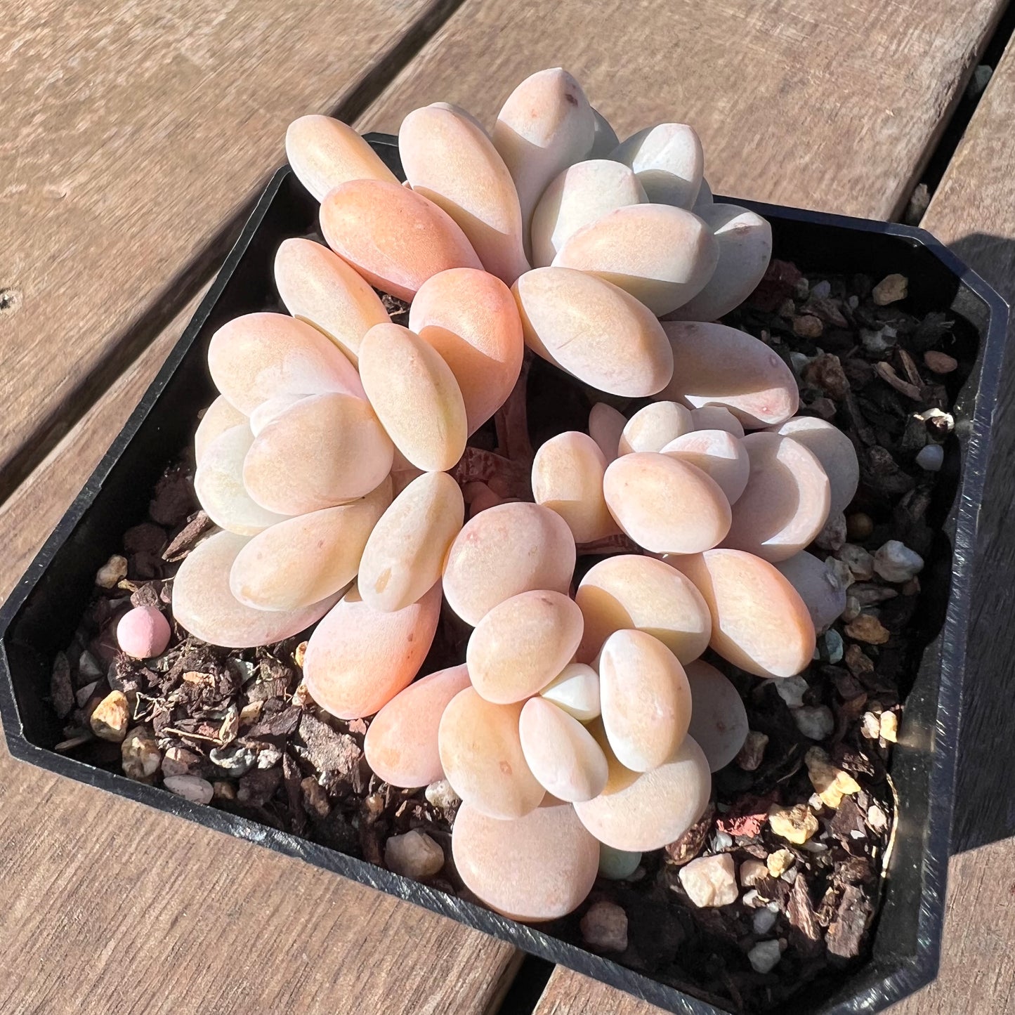 1510 Graptoveria Snow Peach