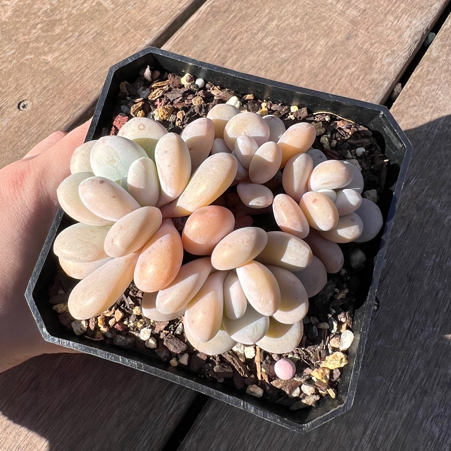 1510 Graptoveria Snow Peach